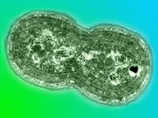Synechococcus image