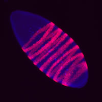 Image of a fruitfly embryo