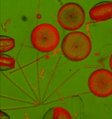 Image of phytoplankton