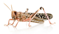 Desert locust image