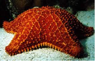 Image of a starfish