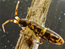 Image of a springtail