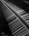 Image of nanowire comb