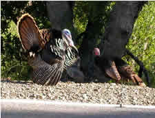 Image of wild turkeys at Berkeley Lab