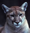 Image of a mountain lion