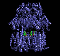 Image of AcrB protein