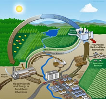  bioenergy cycle