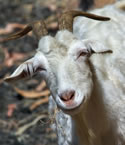 Image of a smiling goat
