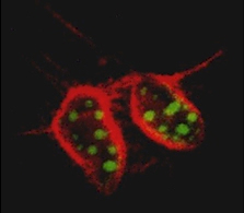 Image of mouse cells